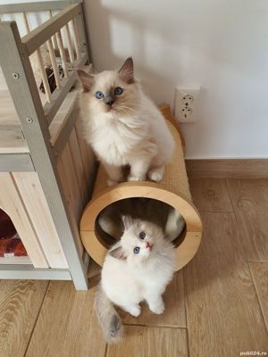 Puiuti din parinti testati genetic! - imagine 2