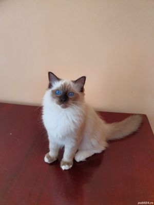 Puiuti din parinti testati genetic! - imagine 6