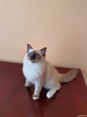 Puiuti din parinti testati genetic! - imagine 5