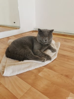 Motanul British  Pretty boy pt pisicute - imagine 3