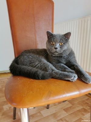 Motanul British  Pretty boy pt pisicute - imagine 4