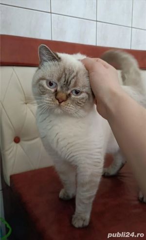 Montă  British Shorthair  - imagine 1