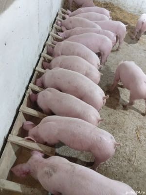 Purcei disponibili 35 kg - imagine 2