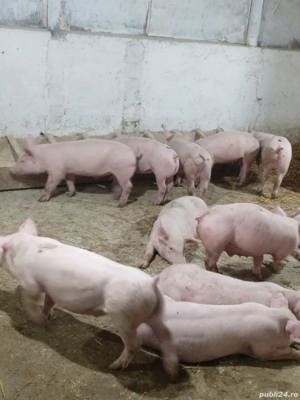 Purcei disponibili 35 kg - imagine 5