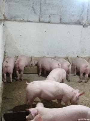 Purcei disponibili 35 kg - imagine 3