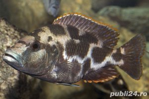 Vand pesti Nimbochromis livingstoni - imagine 2
