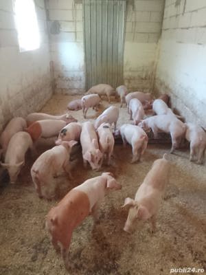 Crescator porci
