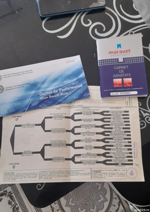 Rottweiler mascul mentru monată - imagine 2 Rottweiler mascul mentru monată - imagine 2