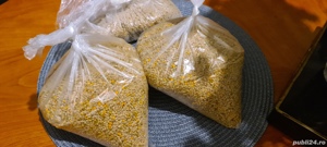 Polen crud poliflor recolta primăvară 2025  - imagine 3