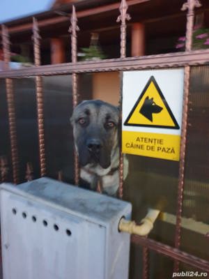 Reproducere mascul Kangal  - imagine 2