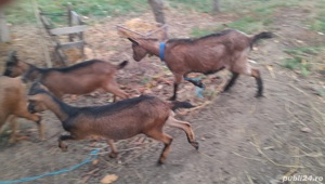 Capre Alpin Francez ied - imagine 2