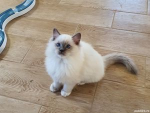 Puiuti din parinti testati genetic! - imagine 7