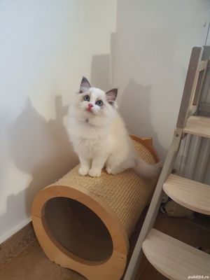 Puiuti din parinti testati genetic! - imagine 3