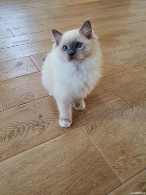 Puiuti din parinti testati genetic! - imagine 8