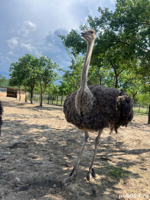 Struti reproducatori  famili reproducere - imagine 4