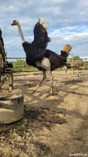 Struti reproducatori  famili reproducere - imagine 3