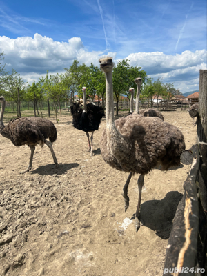 Struti reproducatori  famili reproducere - imagine 2