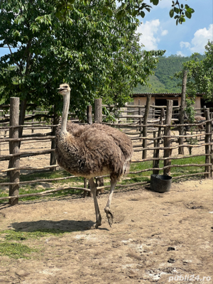 Struti reproducatori  famili reproducere - imagine 5