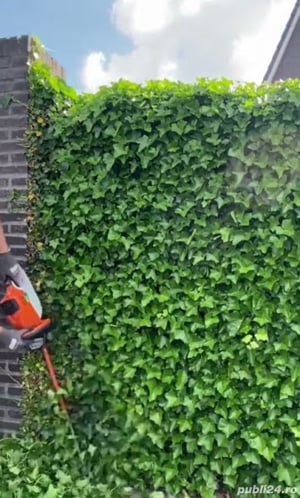 Taiere si toaletare arbusti, tuia si tocare crengi cu aparat profesional