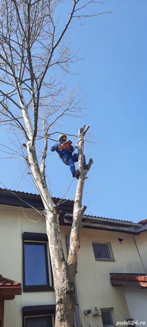 Taiere si toaletare copaci in Constanta, valentin-alpin.ro
