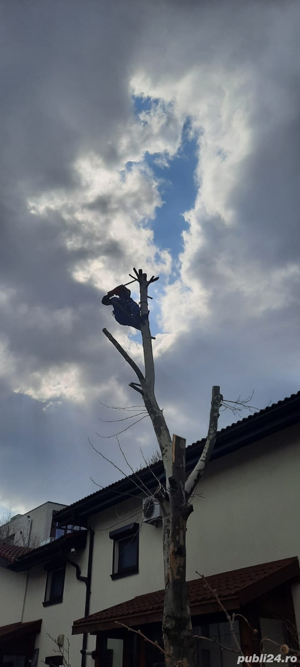 Taiere si toaletare copaci in Constanta, valentin-alpin.ro - imagine 3