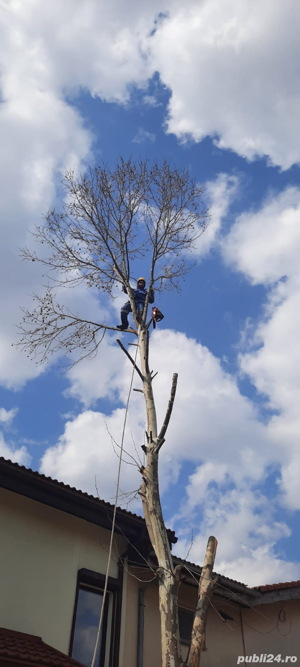 Taiere si toaletare copaci in Constanta, valentin-alpin.ro - imagine 2