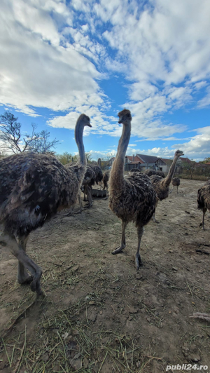Vindem struti  - imagine 3