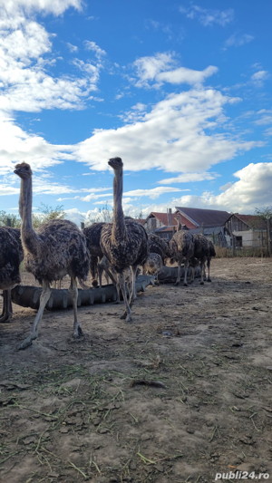 Vindem struti  - imagine 5