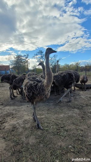 Vindem struti  - imagine 4
