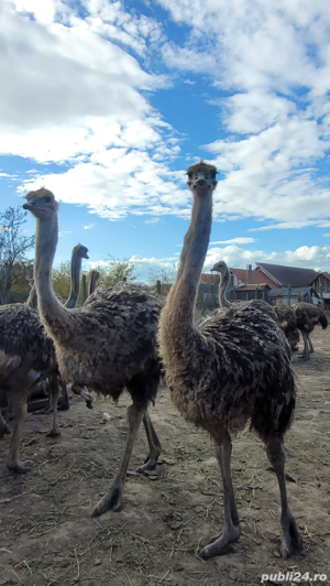 Vindem struti  - imagine 2