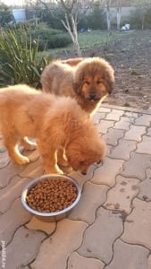 Mastiff Tibetan-  parinti pedigree  - imagine 10 Mastiff Tibetan-  parinti pedigree  - imagine 10