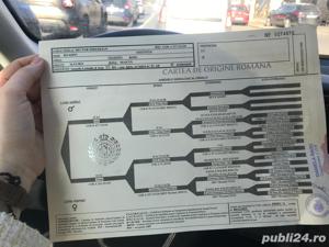 Mastiff Tibetan - rasa pura, parinti cu pedigree  - imagine 3