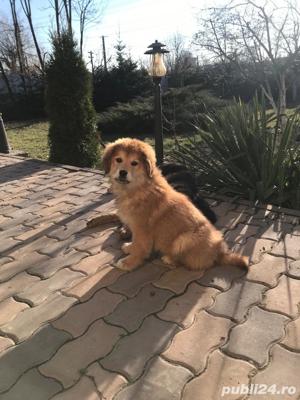 Mastiff Tibetan - rasa pura, parinti cu pedigree  - imagine 2