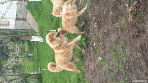 Mastiff Tibetan - rasa pura, parinti cu pedigree  - imagine 5