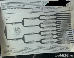Mastiff Tibetan - rasa pura, parinti cu pedigree  - imagine 6