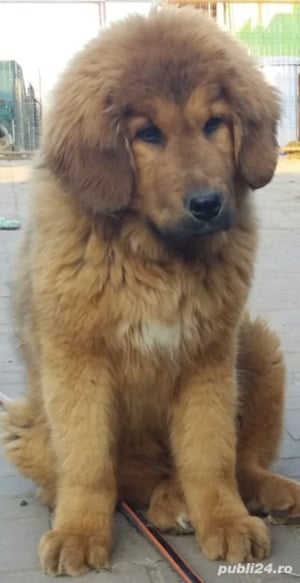 Mastiff Tibetan-  parinti pedigree  - imagine 9 Mastiff Tibetan-  parinti pedigree  - imagine 9