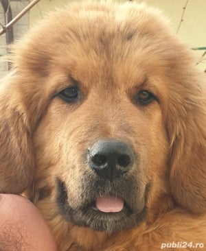 Mastiff Tibetan-  parinti pedigree  - imagine 4 Mastiff Tibetan-  parinti pedigree  - imagine 4