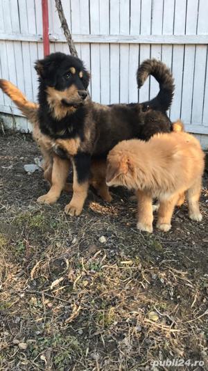Mastiff Tibetan - rasa pura, parinti cu pedigree  - imagine 9