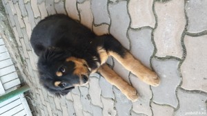 Mastiff Tibetan - rasa pura, parinti cu pedigree  - imagine 10