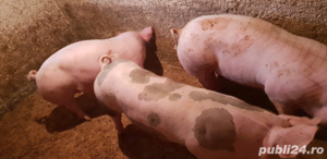 porci de carne ma aflu la 12 km de bucuresti  - imagine 3