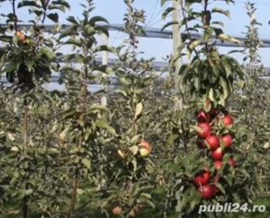 Pomi fructiferi columnari si pitici mar,cires-50+25 gratis - imagine 7