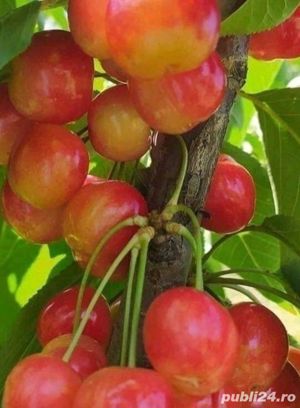 Pomi fructiferi columnari si pitici mar,cires-50+25 gratis - imagine 8