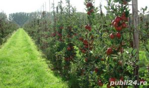 Pomi fructiferi columnari si pitici mar,cires-50+25 gratis - imagine 10