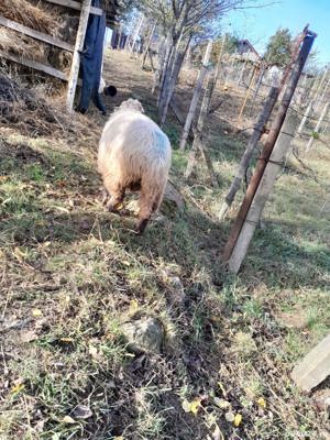 Vand 3 oi | oaie - imagine 2 Vand 3 oi | oaie - imagine 2