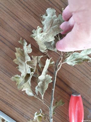 Lemne tăiate, crăpate, clădite, stejar ,fag - imagine 6