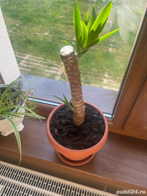 vand planta Yucca - imagine 3