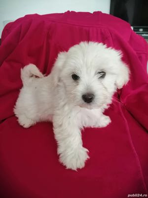 Bichon maltez albi  - imagine 3