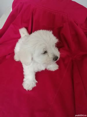 Bichon maltez albi  - imagine 2