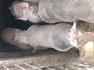 porci de vanzare  - imagine 2