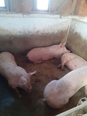 Porci de carne - imagine 3